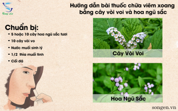 Bài thuốc chữa viêm xoang bằng cây vòi voi và hoa ngũ sắc từ dân gian